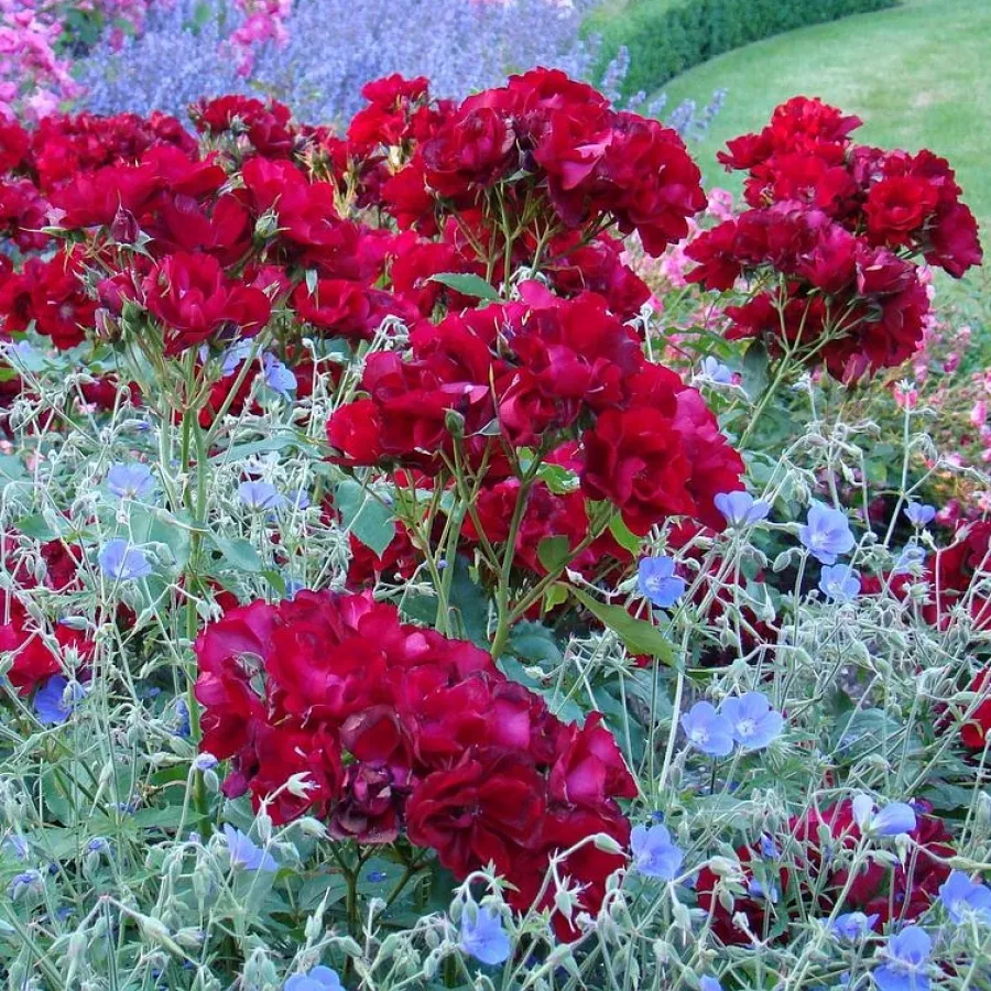 Félig telt virágú - Rózsa - Ville d'Ettelbruck - online rózsa vásárlás