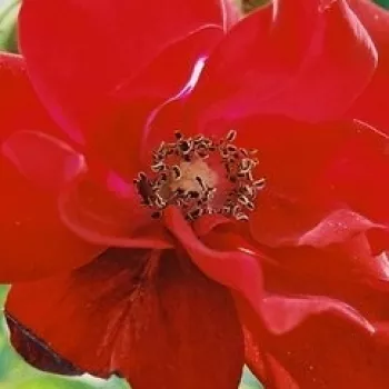 Narudžba ruža - ruža floribunda za gredice - ruža diskretnog mirisa - - - Ville d'Ettelbruck - jarko crvena - (80-120 cm)