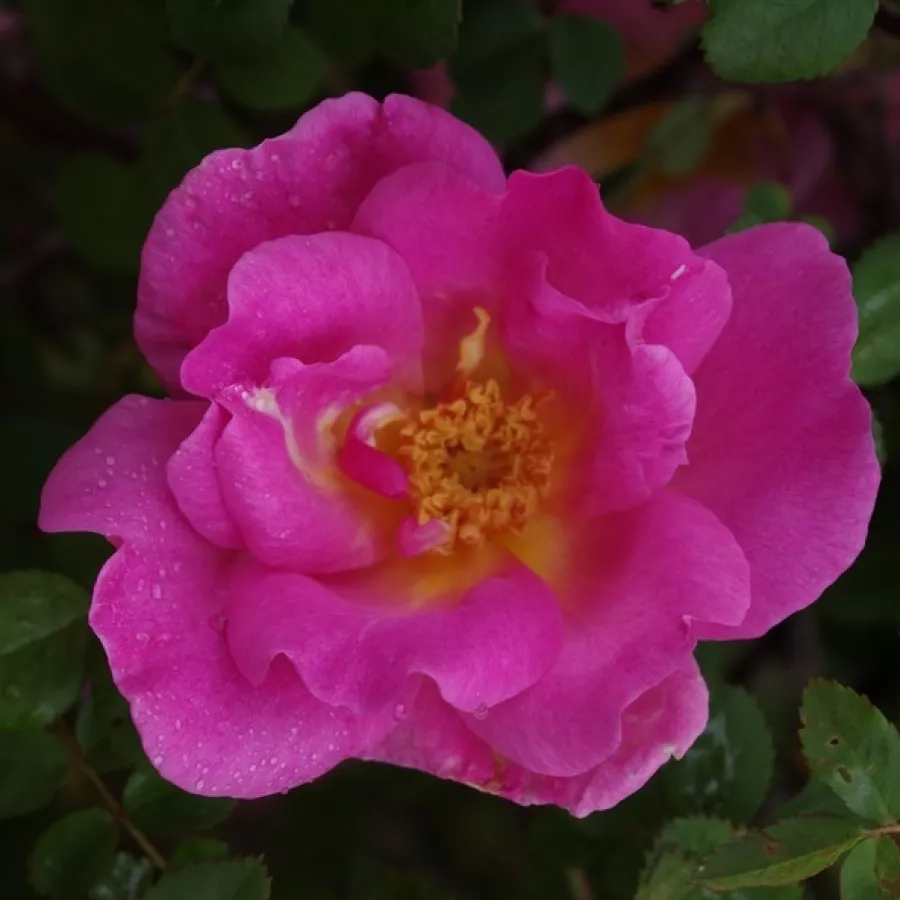 Róża o dyskretnym zapachu - Róża - Marguerite Hilling - sadzonki róż sklep internetowy - online