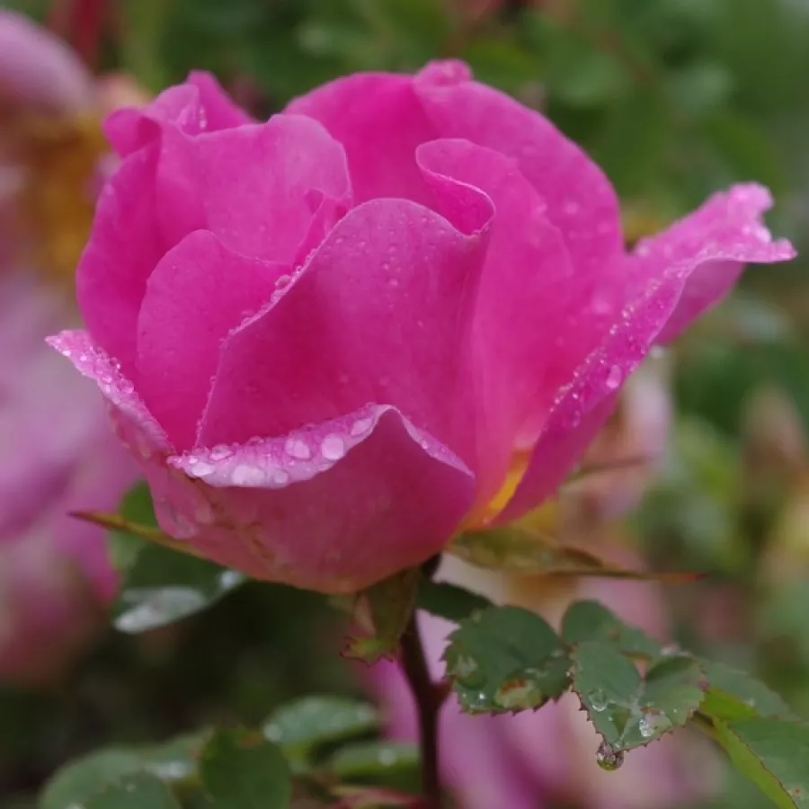 Róża parkowa - Róża - Marguerite Hilling - sadzonki róż sklep internetowy - online