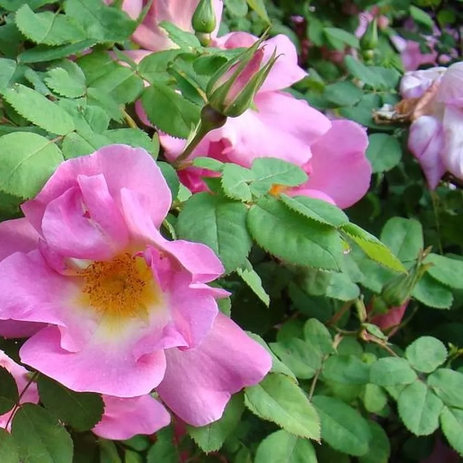 Rosa de fragancia discreta - Rosa - Marguerite Hilling - comprar rosales online
