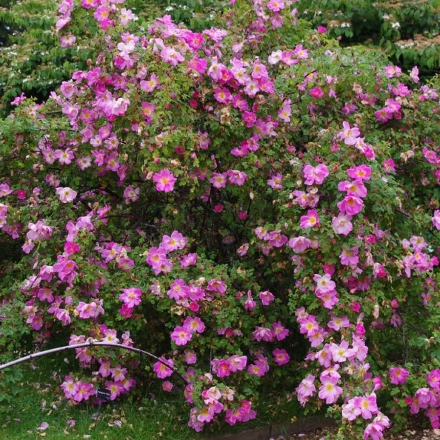 Bukietowe - Róża - Marguerite Hilling - sadzonki róż sklep internetowy - online