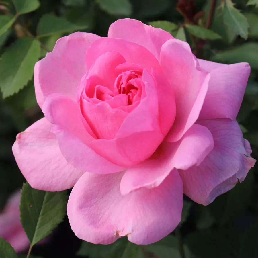 - - Róża - John Davis - sadzonki róż sklep internetowy - online