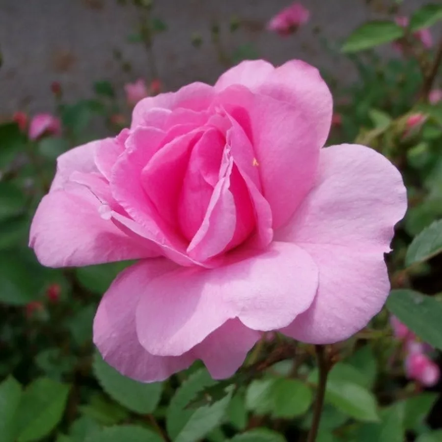 Rosales arbustivos - Rosa - John Davis - comprar rosales online