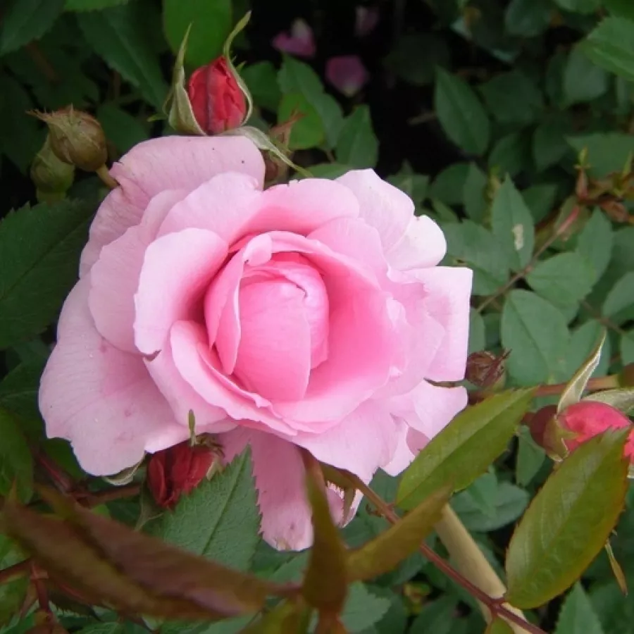 Filiżankowy - Róża - John Davis - sadzonki róż sklep internetowy - online