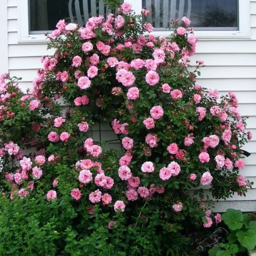 Telt virágú - Rózsa - John Davis - online rózsa vásárlás