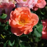 Rózsaszín - Rosa Echo - virágágyi floribunda rózsa - online rózsa vásárlás - diszkrét illatú rózsa - damaszkuszi aromájú