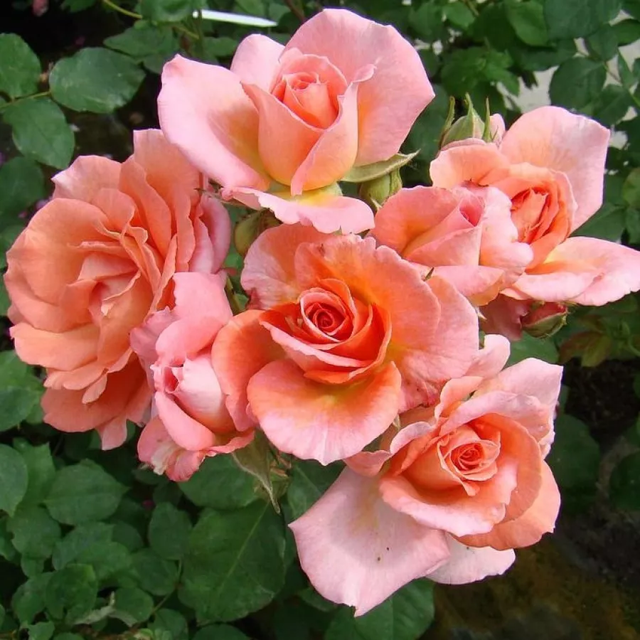 Virágágyi floribunda rózsa - Rózsa - Echo - kertészeti webáruház