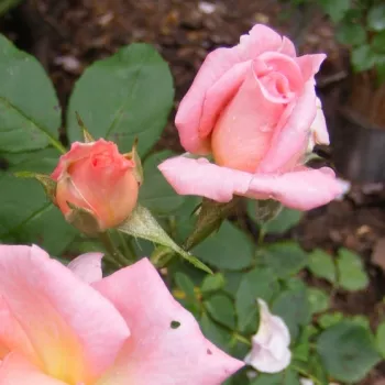 Rosa Echo - rózsaszín - virágágyi floribunda rózsa