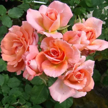 Rožnato oranžna (barva lososa) - vrtnica floribunda za cvetlično gredo - diskreten vonj vrtnice - aroma damaščanke