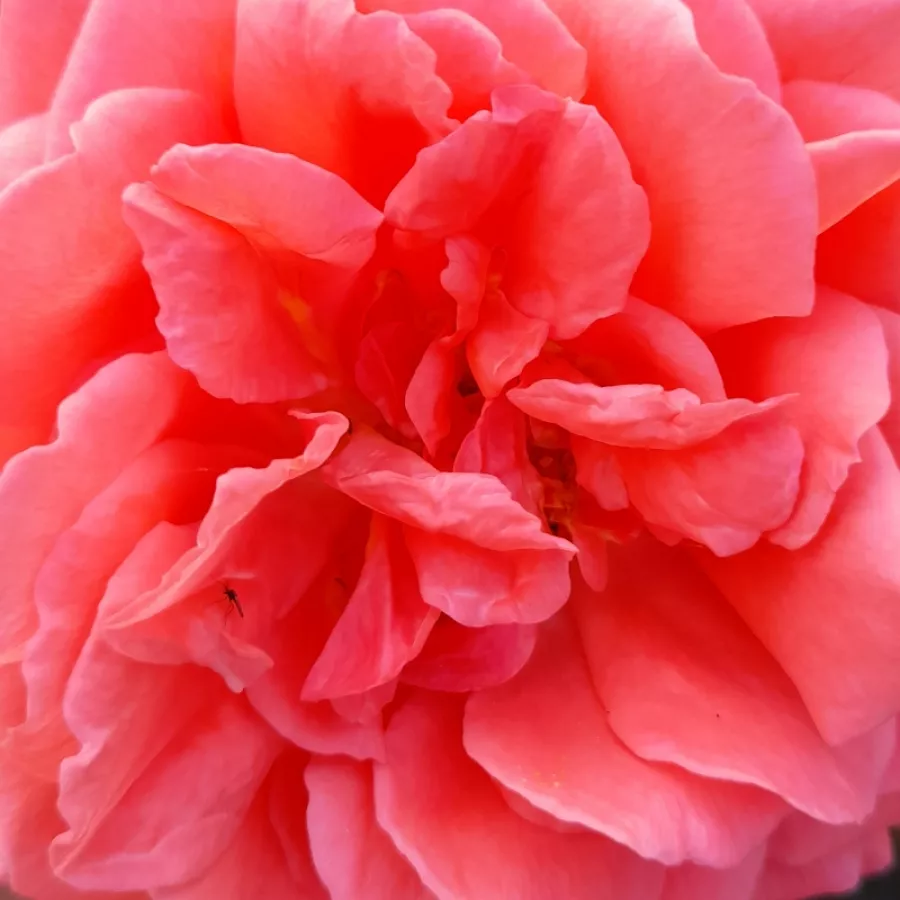- - Roza - Echo - vrtnice - proizvodnja in spletna prodaja sadik