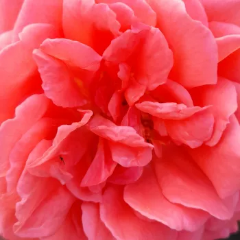 Pedir rosales - rosa - rosales floribundas - rosa de fragancia discreta - damasco - Echo - (80-100 cm)
