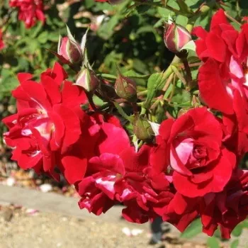 PIROUETTE – piros-fehér virágágyi floribunda rózsa - Lens