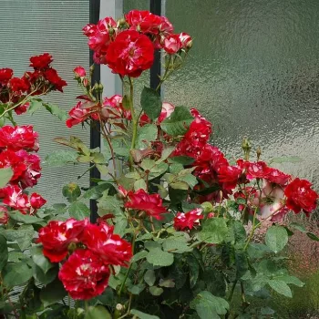 A külső oldalon törtfehér, belül élénk skarlátpiros szirmok kontrasztos, tiszta bicolor hatást adnak. - virágágyi floribunda rózsa - enyhe, visszafogott illatú rózsa - friss, gyümölcsös karakterű