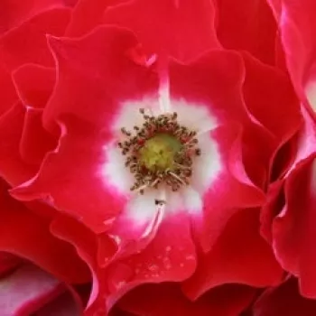 Online rózsa kertészet - piros -fehér - enyhe, visszafogott illatú rózsa - Pirouette - virágágyi floribunda rózsa - (120-160 cm)