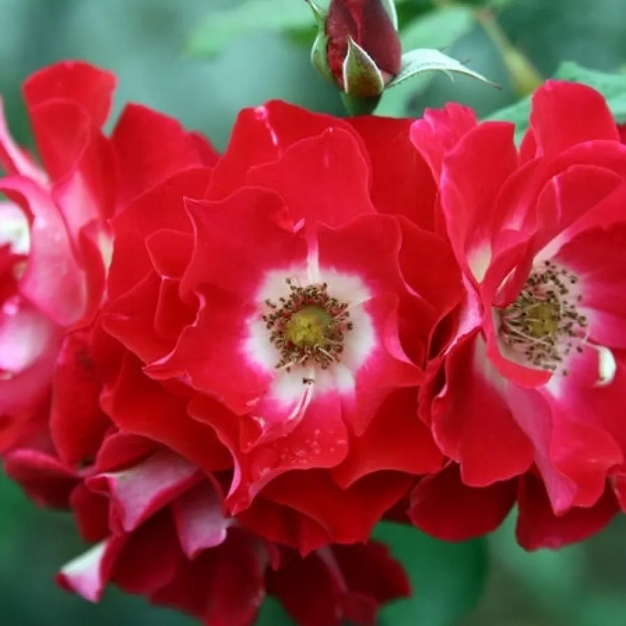 Rojo blanco - Rosa - Pirouette - comprar rosales online