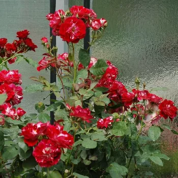 Dunkelrot - weiße außenseite kronblätter - beetrose floribundarose - rose mit diskretem duft - vanillenaroma
