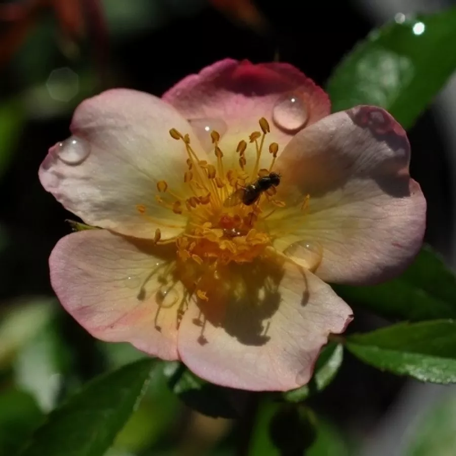 Virágágyi floribunda rózsa - Rózsa - Plaisanterie - online rózsa vásárlás