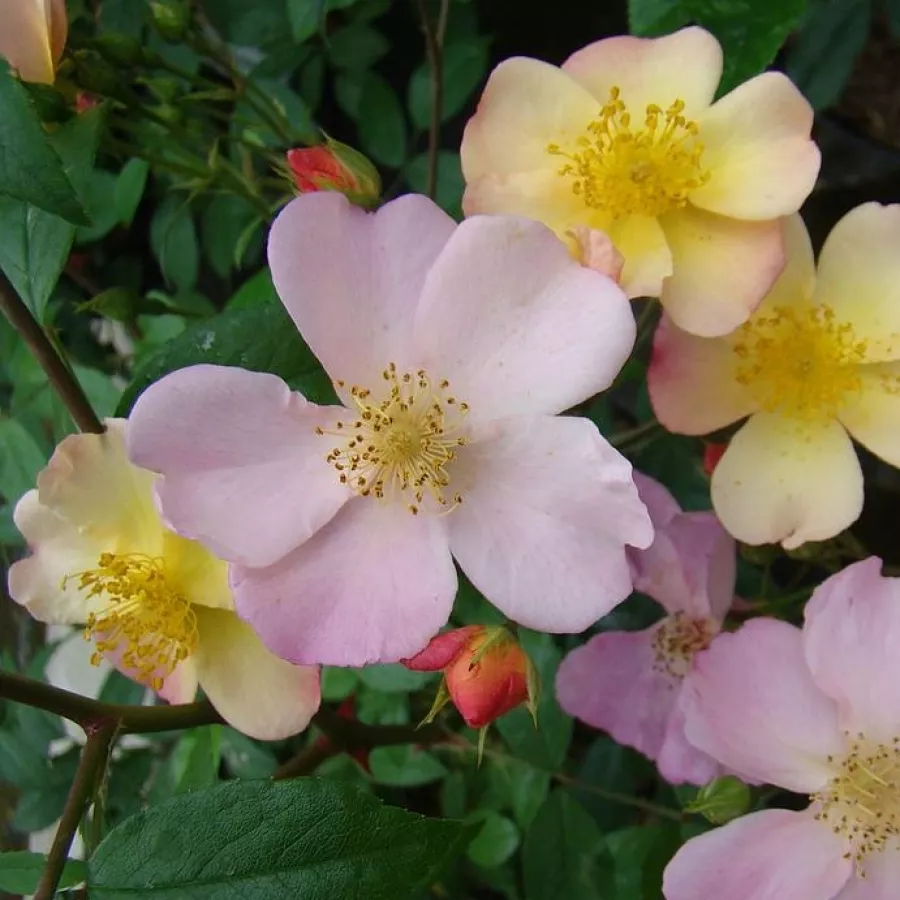 Vrtnica floribunda za cvetlično gredo - Roza - Plaisanterie - vrtnice online