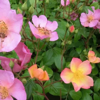 Rosa Plaisanterie - roza-rumena - vrtnica floribunda za cvetlično gredo