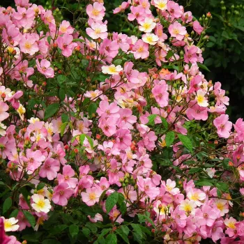 Rózsaszín - sárga - virágágyi floribunda rózsa   (150-200 cm)