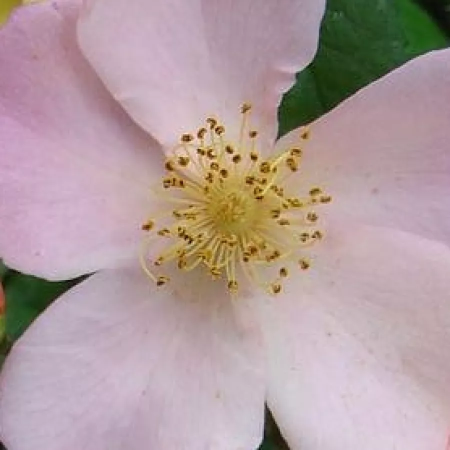 LENtrimera - Róża - Plaisanterie - róże sklep internetowy