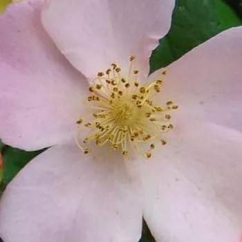 Kupnja ruža online - ružičasto - žuta - ruža floribunda za gredice - bezmirisna ruža - Plaisanterie - (150-200 cm)