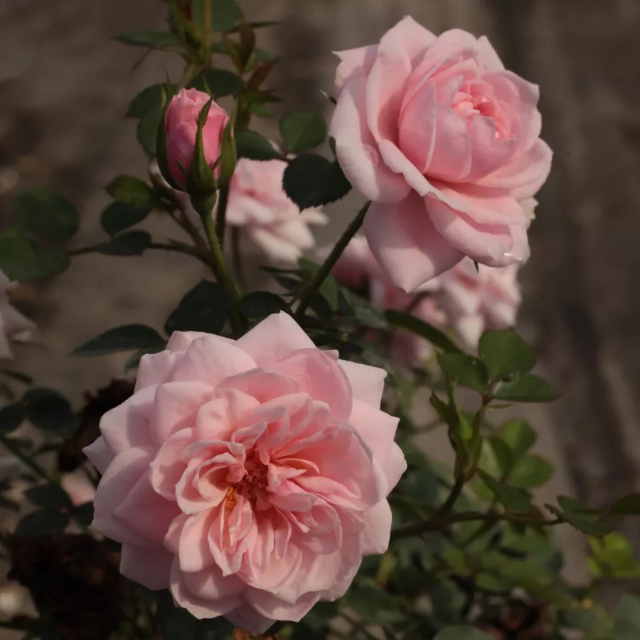 Rózsaszín - Rózsa - Blush Parade® - Online rózsa rendelés
