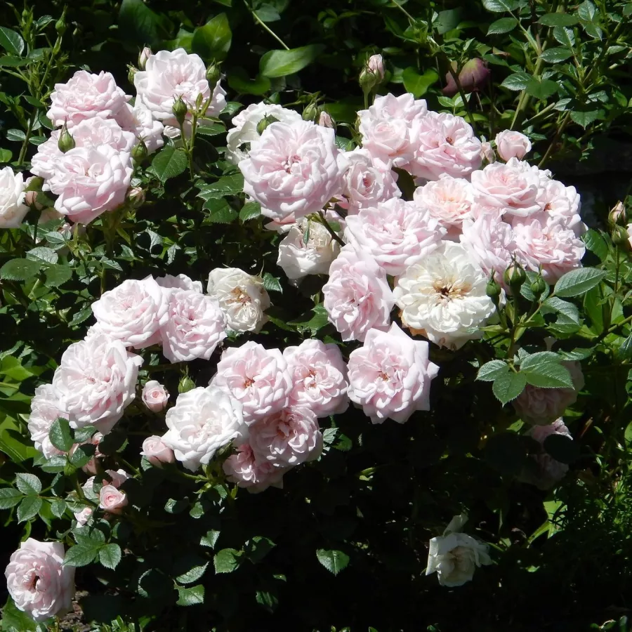 POUlush - Rosa - Blush Parade® - Produzione e vendita on line di rose da giardino