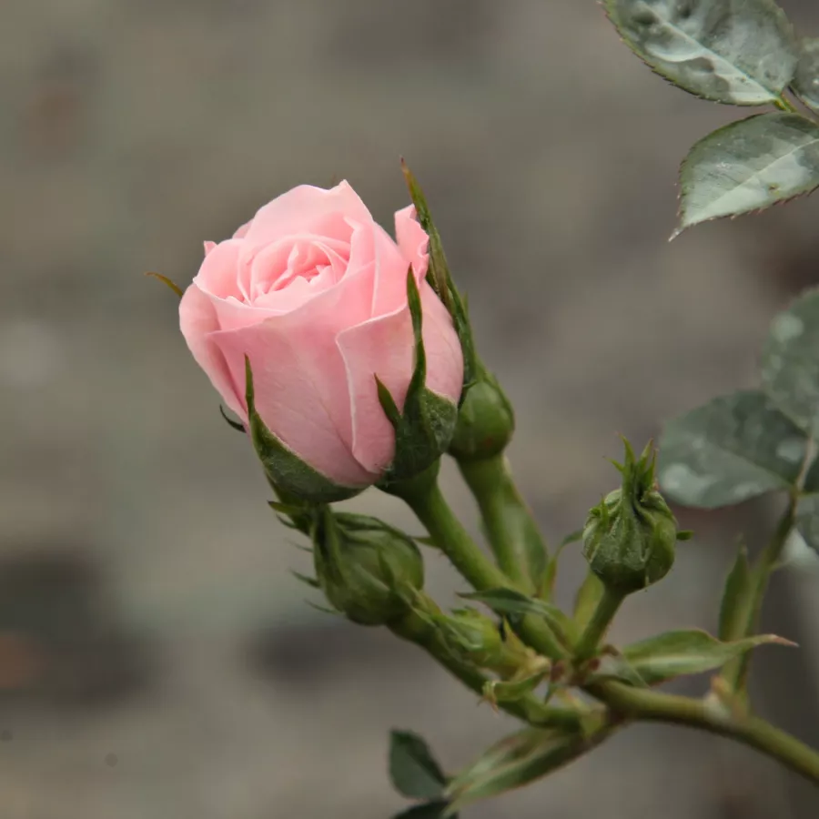 Trandafiri pomisor - Trandafir copac cu trunchi înalt – cu flori mărunți - Trandafiri - Blush Parade® - 
