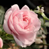 Trpasličia, mini ruža - mierna vôňa ruží - aróma grapefruitu - ružová - Rosa Blush Parade®