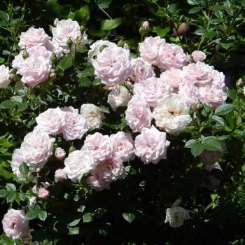 Világos rózsaszín - törpe - mini rózsa - diszkrét illatú rózsa - grapefruit aromájú