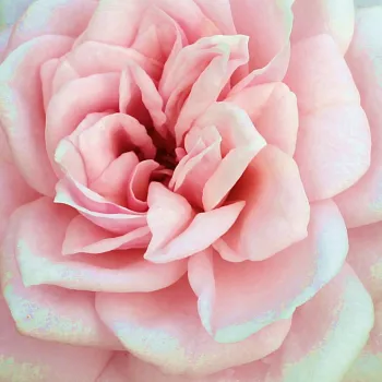 Buy Roses Online - Pink - miniature rose - discrete fragrance -  Blush Parade® - Olesen, Pernille & Mogens N. - Perfect for decorating edges, balconies. Rich cluster-flowered recommended for those who like pastel colours