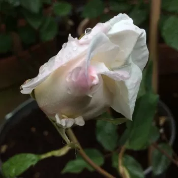 MADAME LOUIS LENS – fehér teahibrid rózsa - Lens