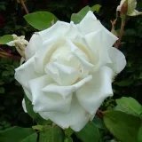 Teahibrid rózsa - közepesen illatos rózsa - málna aromájú - kertészeti webáruház - Rosa Madame Louis Lens - fehér