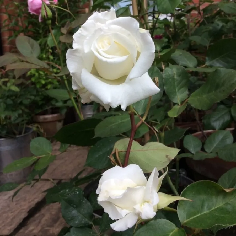 Teahibrid rózsa - Rózsa - Madame Louis Lens - kertészeti webáruház