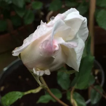 Rosa Madame Louis Lens - fehér - teahibrid rózsa