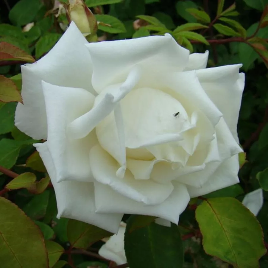 Pojedyncze - Róża - Madame Louis Lens - sadzonki róż sklep internetowy - online