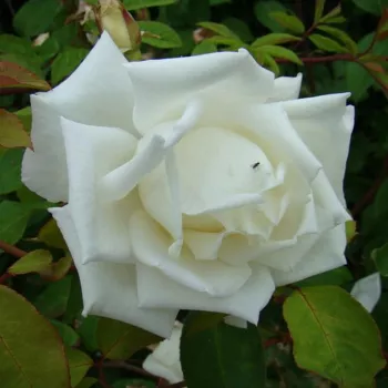Fehér - teahibrid rózsa - közepesen illatos rózsa - málna aromájú
