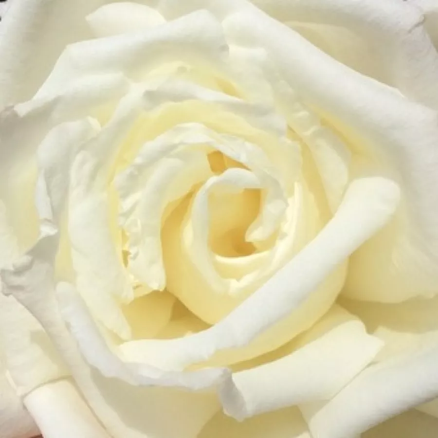 Csúcsos - Rózsa - Madame Louis Lens - online rózsa vásárlás