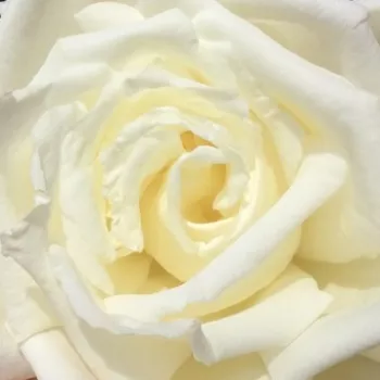 Rózsa rendelés online - fehér - teahibrid rózsa - közepesen illatos rózsa - málna aromájú - Madame Louis Lens - (90-120 cm)