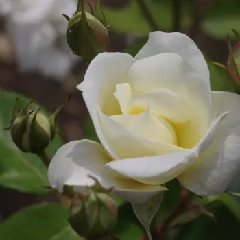LOVE LETTER – cremeweiße Beet-Floribunda-Rose - Lens