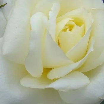 Rosen Online Gärtnerei - creme-weiß - sehr schwache, kaum wahrnehmbare duftende rose - Love Letter - floribunda beetrose - (60-85 cm)