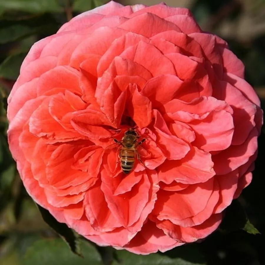 Róża o intensywnym zapachu - Róża - Cimarosa - sadzonki róż sklep internetowy - online