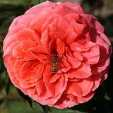 Rosa - rosales nostalgicos - rosa de fragancia intensa - miel - Rosa Cimarosa - comprar rosales online