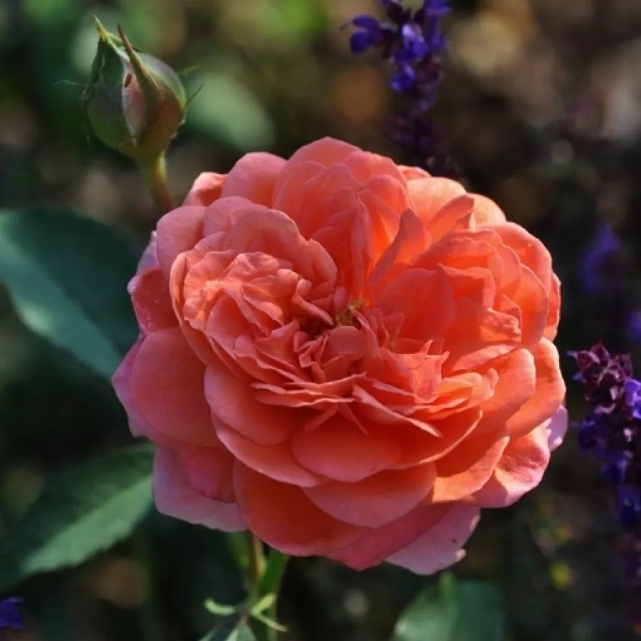 Nostalgična vrtnica - Roza - Cimarosa - vrtnice online