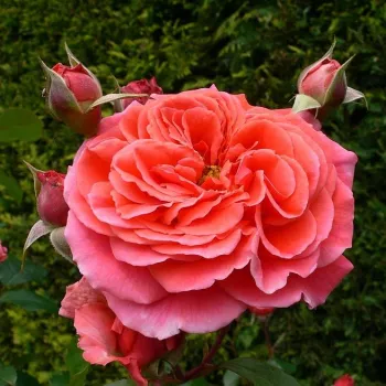 Rosa Cimarosa - ružičasta - nostalgija ruža