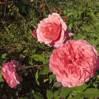 Roza-oranžen odtenek - nostalgična vrtnica - intenziven vonj vrtnice - aroma meda