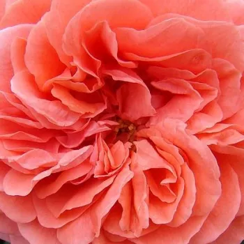 Rózsa rendelés online - rózsaszín - nosztalgia rózsa - intenzív illatú rózsa - méz aromájú - Cimarosa - (60-80 cm)