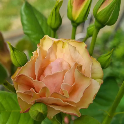 Greensleeves